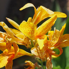 Collection image for: Macro and Floral