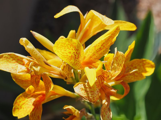 Macro and Floral