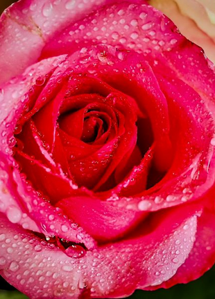 Dewkissed Rose