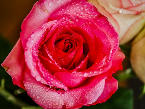 Dewkissed Rose