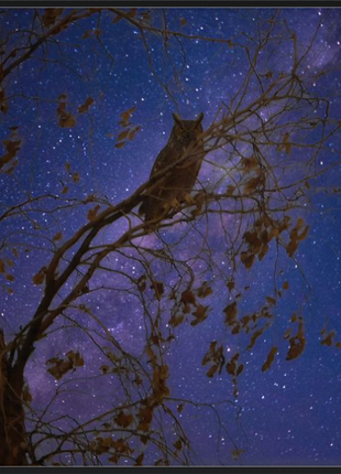 Night Watcher
