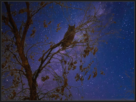 Night Watcher