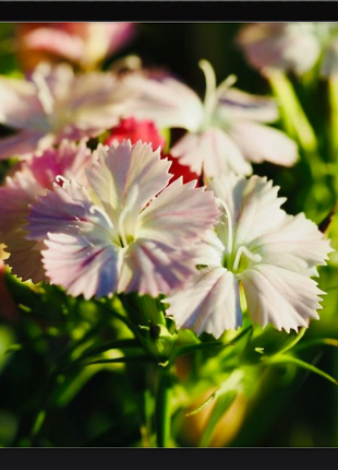Flower Fusion