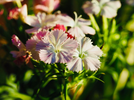Flower Fusion