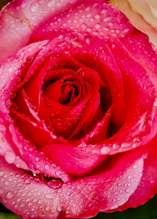 Dewkissed Rose