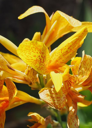 Speckled Sunshine