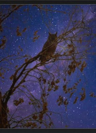Night Watcher