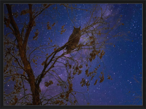 Night Watcher