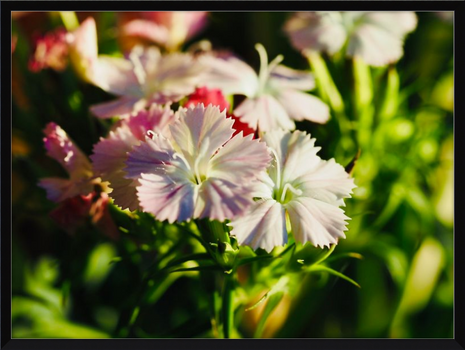 Flower Fusion