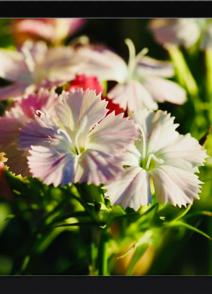 Flower Fusion